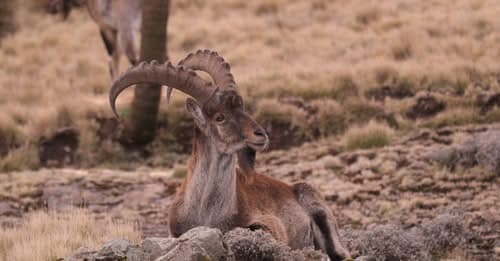 Walia ibex on the Simien escarpment