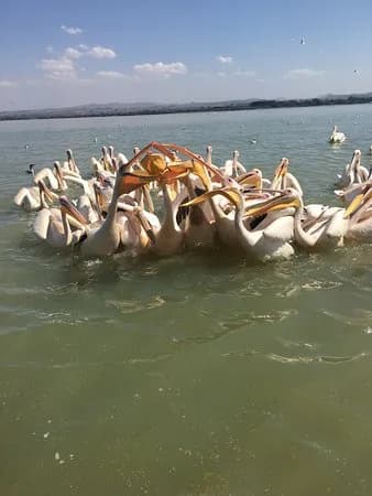 Fishermen on Lake Chamo