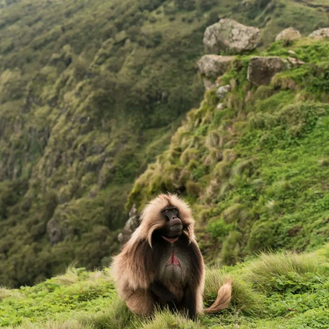 Gelada family