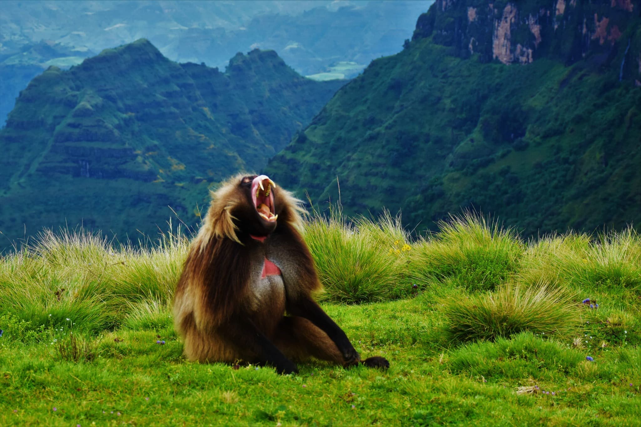 Ethiopia Wildlife Safari — 8 Days