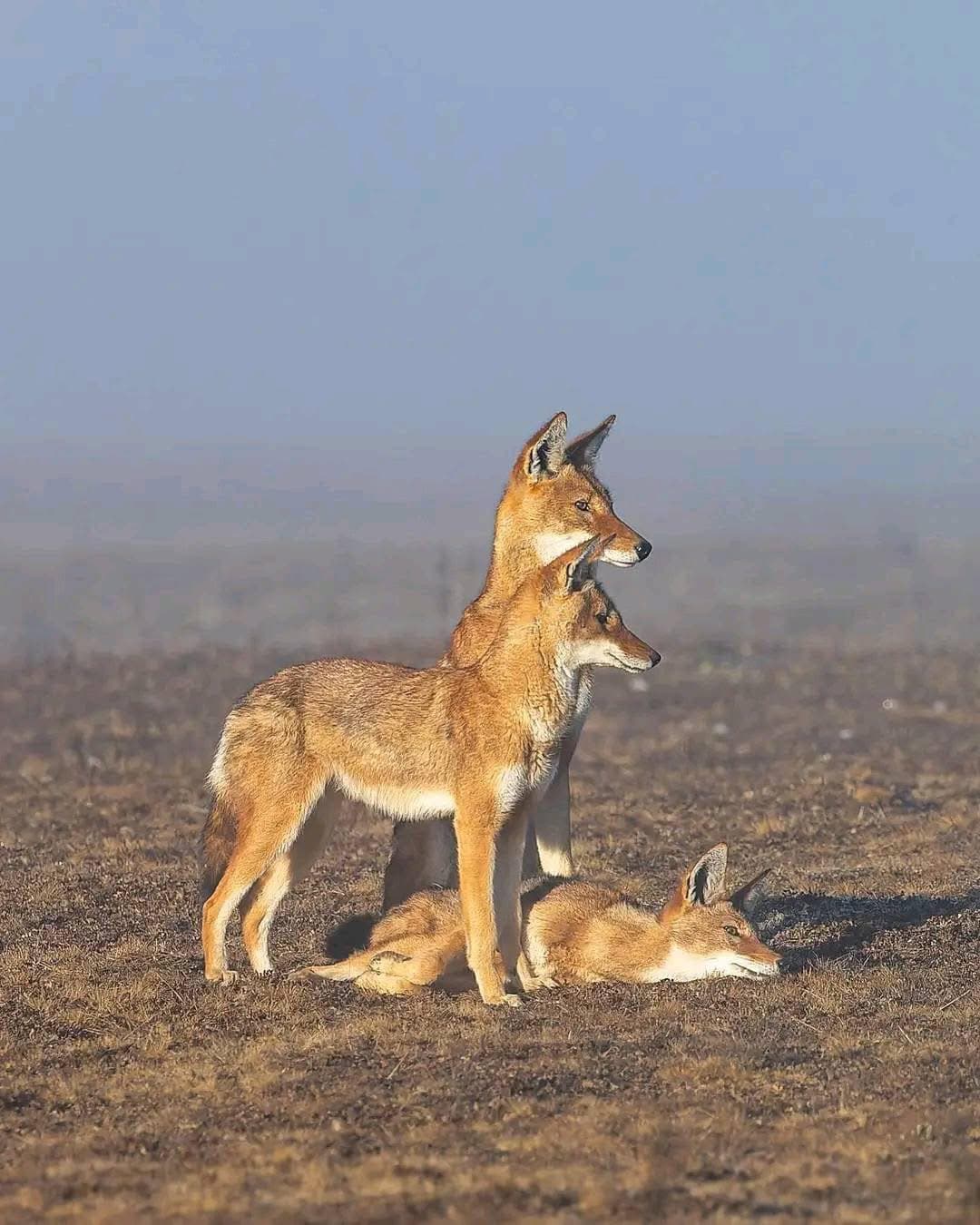 Highland wildlife